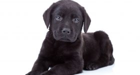 Salute to Service Animals