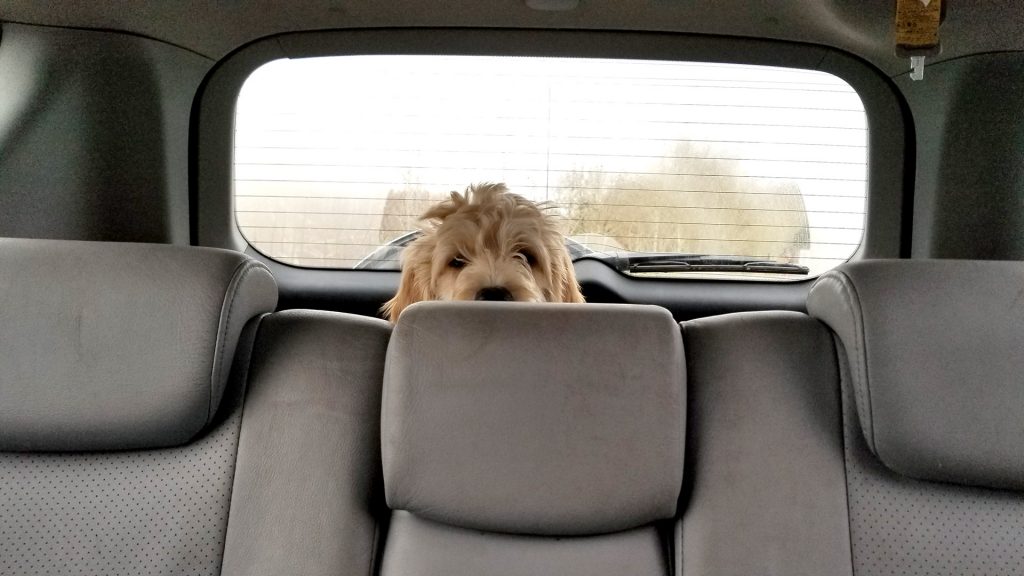 Puppy Goes for a Ride